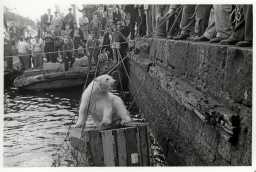 Original tekst på biletet: "I juli 1953 ble en isbjørnbinne med to unger fraktet fra Tromsø til Bergen. Under omlasting til et skip som skulle frakte bjørnene videre til Tyskland klarte binnen å sprenge seg ut av kassen. . Binnen falt i vannet etter å ha gått rundt på Skoltegrunnskaien. Etter to timers intens redningsaksjon som involverte folk fra havnevesenet, politiet og andre ble binnen hentet inn og fraktet til skipet". Ukjend fotograf. Tilhøyrer Bergen byarkiv